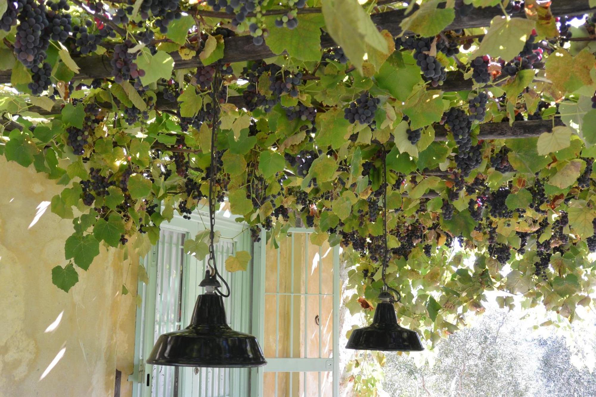 Azienda Agricola Fabbrica Di San Martino Лука Стая снимка