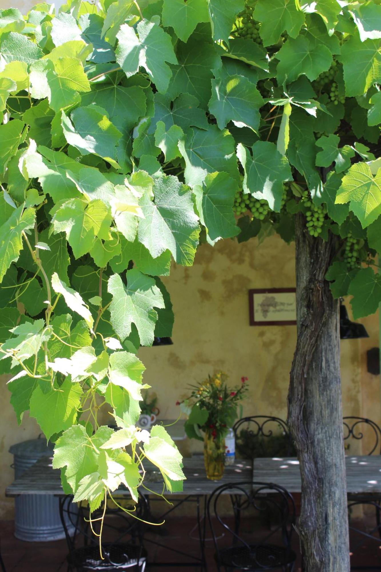 Azienda Agricola Fabbrica Di San Martino Лука Екстериор снимка